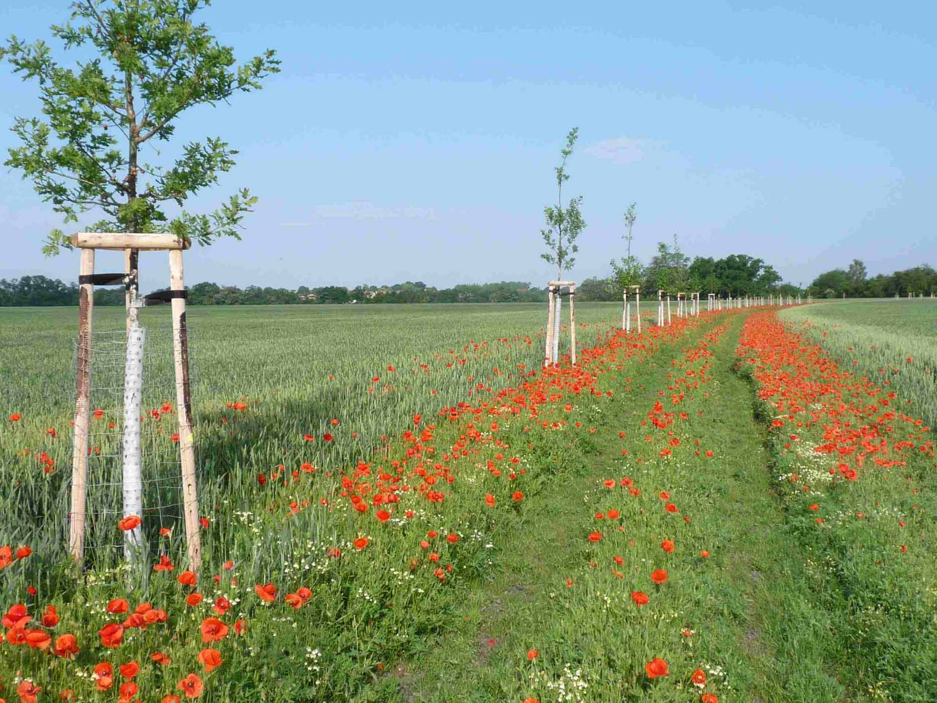 Nová stezka v lokalitě U Herhulce je hotová a připravena k užívání.